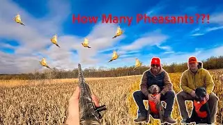 Pheasant Hunting Central IL (Hunt Club Hunt)