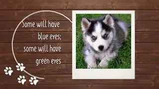 Pomsky Breed Facts