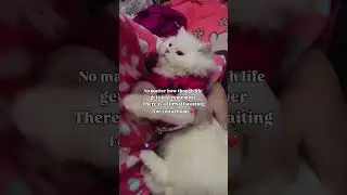 My lil baby❤️ #catlovers #catvideos #catmom #petlovers #catlife #cute