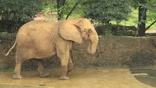八木山動物公園　アフリカゾウ　リリー、メアリー、ベン