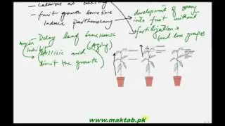 Plant Hormones, Auxins and Gibberellins | FSC Biology | Complete Lecture | Maktab.pk