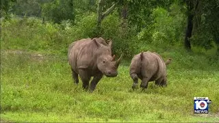 Conservationists return from South Africa to aid endangered rhinos at Lion County Safari