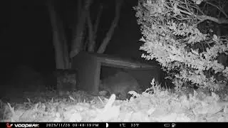 Backyard Chronicles  Stray Cats and Nocturnal Visitors at the Food Bowl 20251201 H