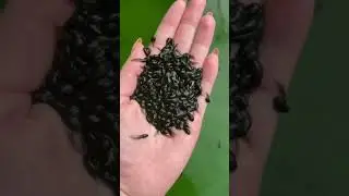 life cycle of frog 🐸