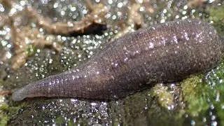 Brede bloedzuiger/Snail leech (Glossiphonia complanata) 4K Video
