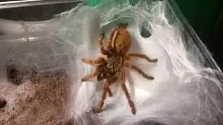 Pterinochilus murinus RCF