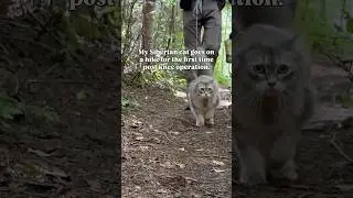 Siberian cat goes hiking for the first time after knee surgery #siberiancat  #adventurecat #hiking
