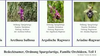 Bedecktsamer, Ordnung Spargelartige, Familie Orchideen, Teil 1 bulbophyllum ragwurz knabenkraut