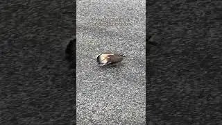 Killdeer Nest Placements Never Cease To Stress Me Out