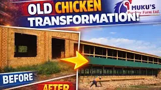 From Abandoned to Productive | Chicken Farm Transportation in uganda. Muku&rsquo;s Poultry Farm.