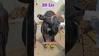 Beautiful Top Jafrabadi Breed #shorts #dairyfarming #viralvideo #trending #pets #animals #bhavnagar