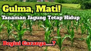 CARA MEMBASMI GULMA AGAR JAGUNG TIDAK MATI
