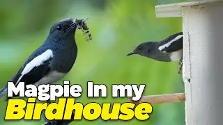 My birdhouse  |  Oriental magpie robin Nest  | Wild sb