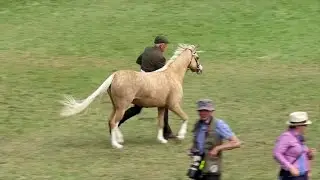 Prif Bencampwriaeth Merlod Cymreig | Welsh Ponies Supreme Championship