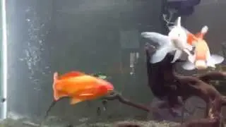 Sarasa comet goldfish