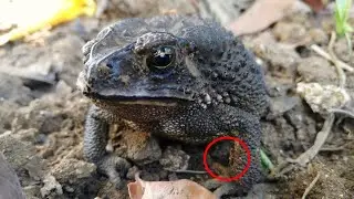 Giant fattest toad sleeps but ants bother him