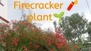 Russelia Flowering plant 🎋l  Firecracker plant 🎇 l      types of russelia plant l🌾🪴🌾🌸🌼