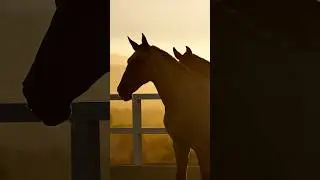 SPANISH BABIES AT CALIFORNIA SUNSET #horses #horsevideo #horseriding #caballos #instahorses