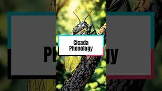 Cicada Phenology