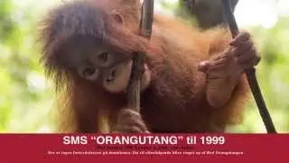 Sammen g&oslash;r vi en forskel! - Red Orangutangen 2014