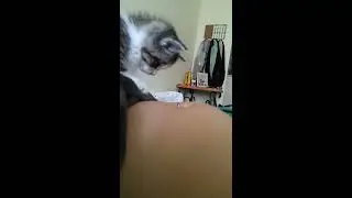 Kitten plays with belly button ring