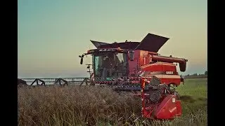 Żniwa 2017: Walka z czasem trwa! 3x Case IH 8230 w rzepaku (650 ha)