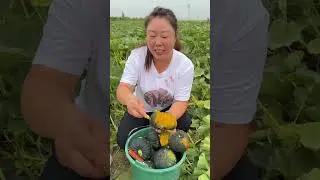 Pumpkin fruit cookies in the farm landscape #fruit #fruitcutting #natural #shortvideo