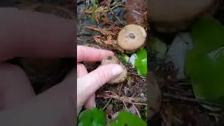 Earthstar spore dispersal (Geastrum)