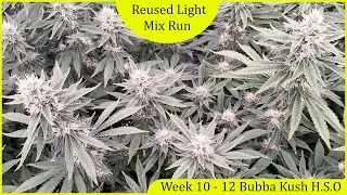 Bubba Kush Weeek 10  - 12, SF 5000, Bubba Kush Humboldt S.O, Redman, Green Connection & Garten Eden