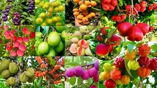 Thailand Fruit Plant Nursery / Exotic Variety Plants \ New Collection Plant ( Top 10 ) 📞 8240727580 