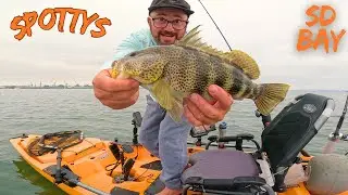 san diego bay bass fishing hookset