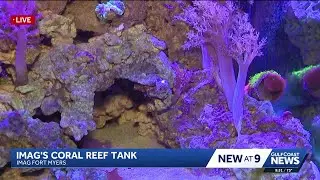 Exploring coral reefs: A mini-tour of the IMAG aquarium