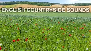 Soothing English Countryside Sounds - Relaxing Nature Ambience - Scenic Relaxation - 1 Hour - 4K