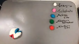 Enzyme: Allosteric Activator