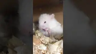 Slow motion #mypet #babyhamster #babyanimals #cute #animal #washing #hamsters #funnyvideo
