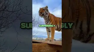 Ever Wondered What's Lurking Inside a Lion's Mouth? | #shorts #youtubeshorts #fyp