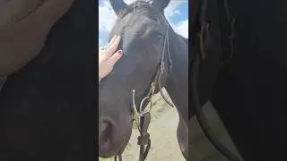 🐴🖤 Speaking things into existence.. #BlackBeauty #whatabeauty #horselover #horses #horsey