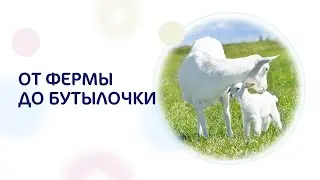 Как получают козье молоко и смеси Kabrita&reg;? Наше производство.
