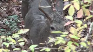 Rattled up 4 Point Buck Nov 30th 2017