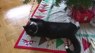 Cheerful cats enjoying Christmas under the tree