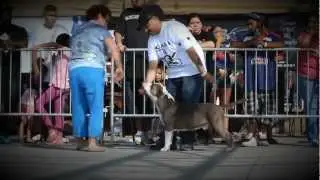 The 10th Annual Bully Show (BullyWebTv)