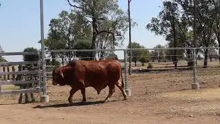 Lot 23 Fernleigh Quincy (P)