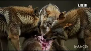 Arctic Wolf vs Frozen World 🐺 | Hunt, Hunger & Survival #FrozenWorld #ArcticLife #WildAnimals