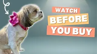 Honest Review of Flower Dog Collar and Leash Set