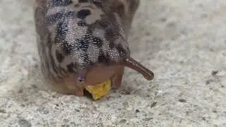 Leopard Slug pt 2