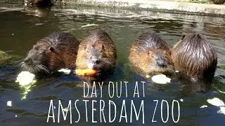 Day out at the Zoo | Amsterdam | Vlog | Georgiepea