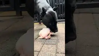 Panther eats raw chicken with bones