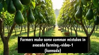 Farmers Make some Common mistakes in Avocado Farming - video 1 | Indian Avocado nursery| 9900404282