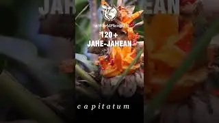 120+ GINGER VARIETIES | JAHE-JAHEAN | WORLD PLANT ID #worldplantid #namatanaman #plantid