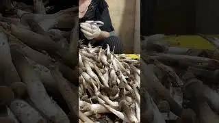 ​@Thủy Sản Work 🍄 Nấm Mối Đen Sạch Nhà Trồng Đặc Sản Cẩm Mỹ (Đồng Nai) #nấmmối #cadacsan #nấmmốiđen